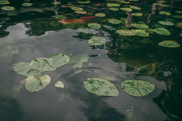 lake with water lilies
