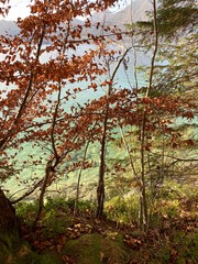 autumn forest in the morning