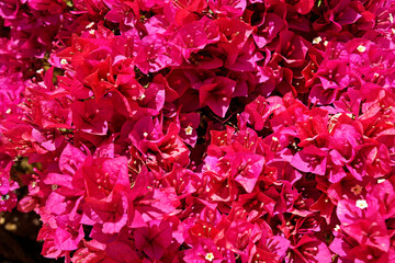 Pink bougainvillea flowers (Bougainvillea glabra) 