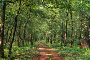 Road in the forest. State Of Goa. India