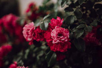 flowers on the street