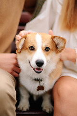 Cute Corgi dog sitting with his owner