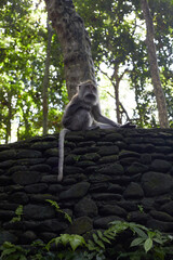 person in the jungle