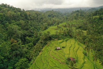 rice terraces in island