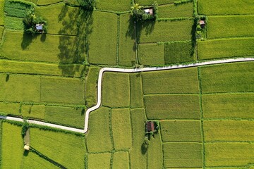 green grass field