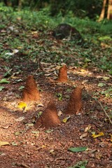 Naklejka na ściany i meble Termites in the jungle. State Of Goa. India