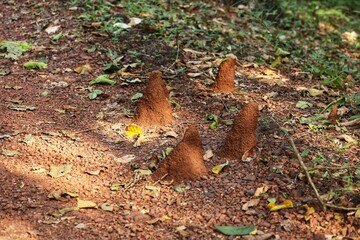 Termites in the jungle. State Of Goa. India