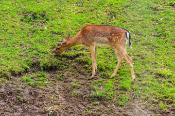 Naklejka na ściany i meble Young deer grazing on a green meadow