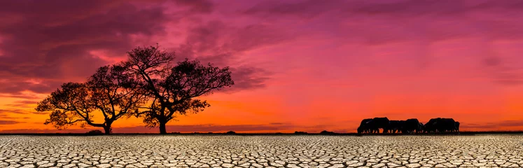 Papier Peint photo Lavable Rouge Safari africain animal savane silhouette coucher de soleil scène de paysage de fond, avec un sol sec et fissuré.