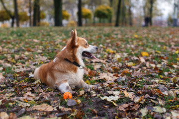 corgi playing in the park