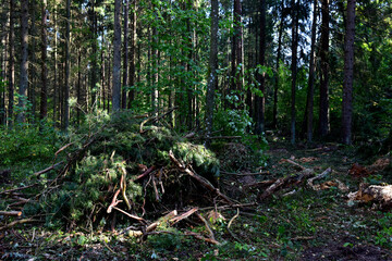 Felled pine trees in forest. Deforestation and Illegal Logging, international trade in illegal timber. Stump of the felled living tree in the forest. Destruction wildlife. Wood Export and Import