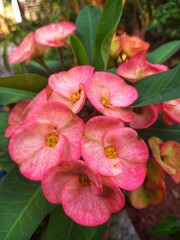 pink flower in the garden