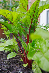 Swiss Chard in the Garden