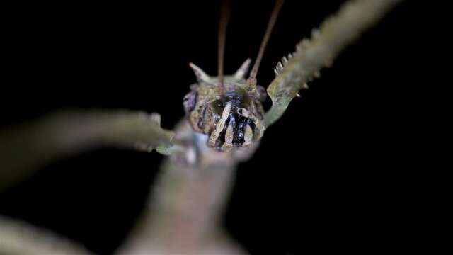 stick insect Medauroida extradentata, family Phasmatidae. Disguises itself as a twig, which allows it to hide from predators. It feeds on plants.Close-up of a mouth gnawing on the mouth apparatus
