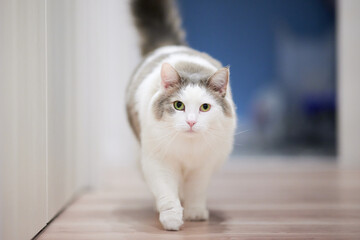 Fototapeta na wymiar 家のフローリングの上を歩いている白猫