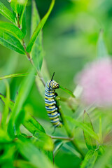 Monarch Caterpillar Eating Milkweed