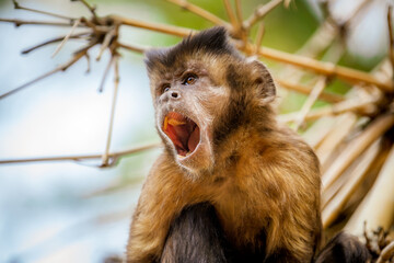 Closeup of tufted capuchin monkey (Sapajus apella), AKA macaco-prego into the wild in Brazil.