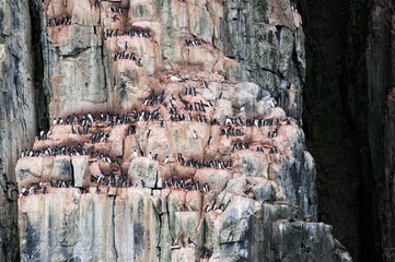  Brutkolonie von Dickschnabellummen  an der Steilküste von  Spitzbergen- An der Küste bei...