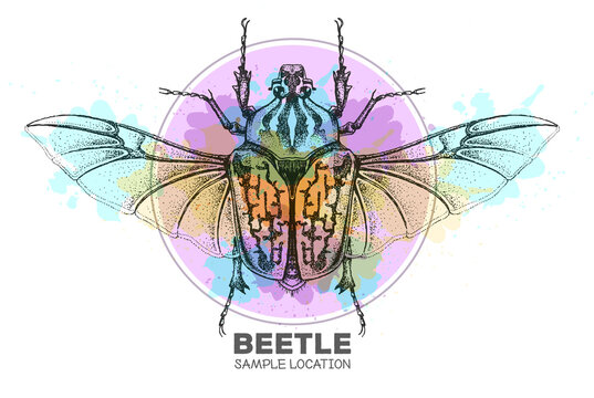 Realistic hand drawing Goliath beetle on watercolor background. Artistic Bug. Entomological vector illustration