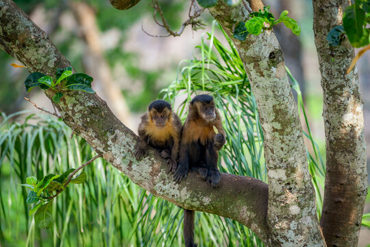 Two tufted capuchin monkey (Sapajus apella), AKA macaco-prego into the wild in Brazil.