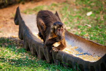 Tufted capuchin monkey (Sapajus apella), AKA macaco-prego into the wild in Brazil.