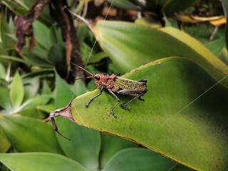 grasshopper on a leaf