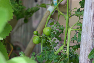 A beautiful tomato plant in the garden bearing its first fruits.