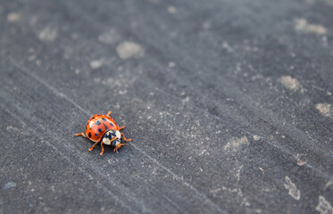 Ladybug crawling on black fence