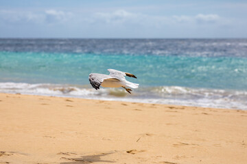 Möwe im Flug mit ausgebreiteten Flügeln an der Ostküste der Kanareninsel Fuerteventura