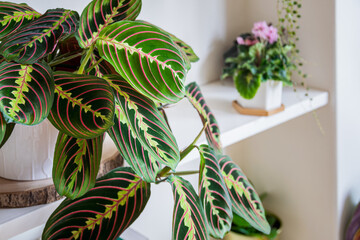 Prayer plant (maranta leuconeura var erythroneura fascinator tricolor) on a shelf in an urban apartment with other plants in the background. - obrazy, fototapety, plakaty