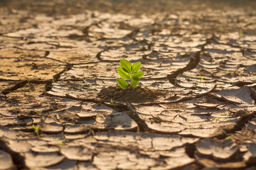Green plant grow in middle dry cracked earth. nature recovery and climate change solution - obrazy, fototapety, plakaty