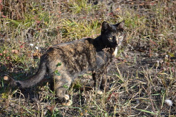 dark cat on the grass