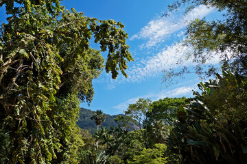 Trees on tropical rainforest, Rio, Brazil 