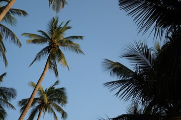Fototapeta na wymiar coconut trees with blue sky background