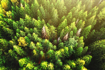 Top down aerial view of bright green spruce and yellow autumn trees in fall forest.