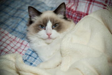 Young beautiful purebred Ragdoll cat at home