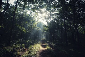 Obraz premium Sun rays in the morning forest. State Of Goa. India