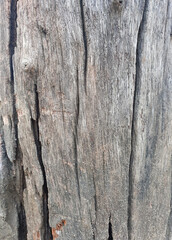 Wood texture. Surface of teak wood background for design and decoration.