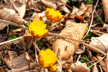 Spring adonis (Adonis vernalis) blooming in early spring among last year's dry grass and fallen leaves.