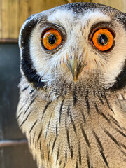 beautiful bright eyed owl eyeing the camera