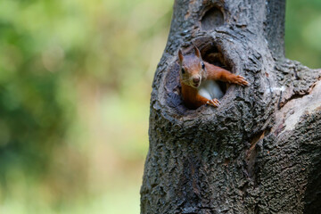 Eurasian red squirrel (Sciurus vulgaris) searching for food in the forest in the South of the Netherlands. 