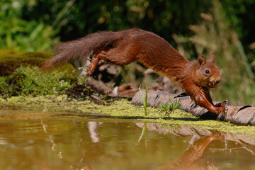 Eurasian red squirrel (Sciurus vulgaris) searching for food in the forest in the South of the Netherlands. 