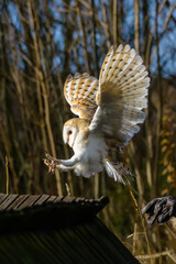 The barn owl, Tyto alba, landing on a wooden roof