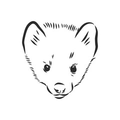 Fototapeta na wymiar Sable or Martes zibellina, illustration of Sable. sable animal vector sketch illustration