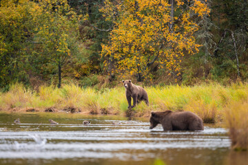 Landscape with bears in the water