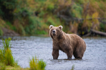 Fototapeta na wymiar Wet bear in the river
