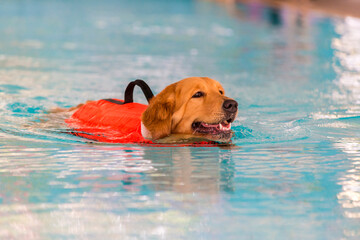 Dog sick wear life jacket getting physical therapy with swimming.