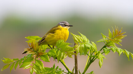 Western yellow wagtail, Motacilla flava. The bird sits on top of a young tree.