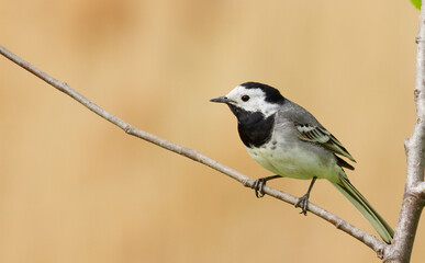 White wagtail, Motacilla alba. The bird sits on a thin branch