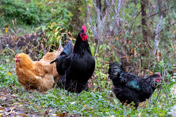 Black rooster and brown chickens in the garden